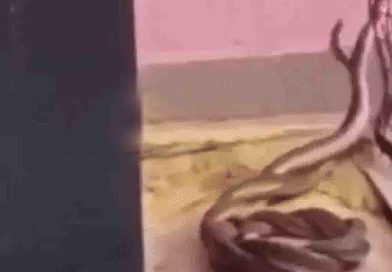 स्कूल में निकला नाग-नागिन का जोड़ा ग्रामीणों ने मचाया शोर