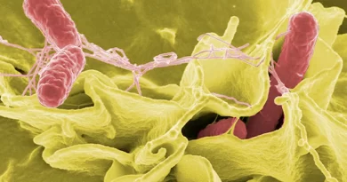 MP में फिर फैला खतरनाक वायरस, सरकार ने सात जिलों के लिए जारी की एडवाइजरी