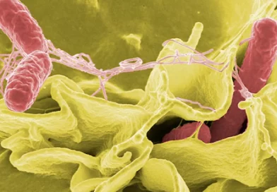 MP में फिर फैला खतरनाक वायरस, सरकार ने सात जिलों के लिए जारी की एडवाइजरी