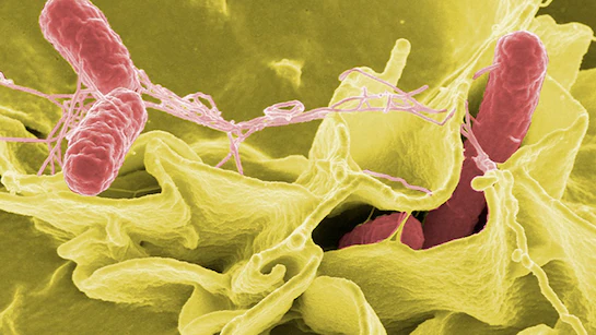 MP में फिर फैला खतरनाक वायरस, सरकार ने सात जिलों के लिए जारी की एडवाइजरी