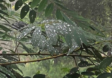 कोल्ड डे-हाड़ कपाने वाली सर्दी की वजह 9 बजे के बाद लगेंगे स्कूल, 4 घंटे ट्रेने लेट बिगड़ी वाहनों की चाल, 2 दिन रहेगा कोल्ड डे