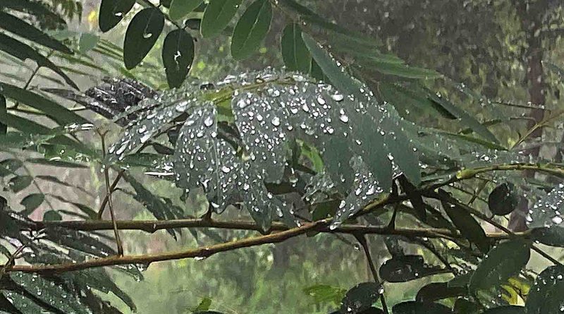 कोल्ड डे-हाड़ कपाने वाली सर्दी की वजह 9 बजे के बाद लगेंगे स्कूल, 4 घंटे ट्रेने लेट बिगड़ी वाहनों की चाल, 2 दिन रहेगा कोल्ड डे