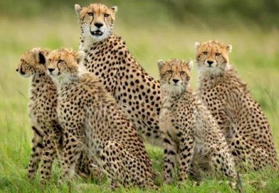 मुख्यमंत्री अंतर्राष्ट्रीय चीता दिवस पर कूनो में 3 चीते छोड़ेंगे जंगल में, चीतों की संख्या बढ़कर हुई 32