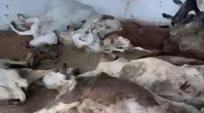 आदर्श गौशाला मे 15 गायों की मौत, देखरेख में वार्षिक 15 करोड़ रूपये का खर्च