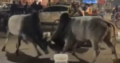 ग्वालियर में दो सांडों की लड़ाई, कई वाहन क्षतिग्रस्त, नगर निगम पर उठे सवाल