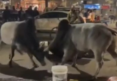 ग्वालियर में दो सांडों की लड़ाई, कई वाहन क्षतिग्रस्त, नगर निगम पर उठे सवाल