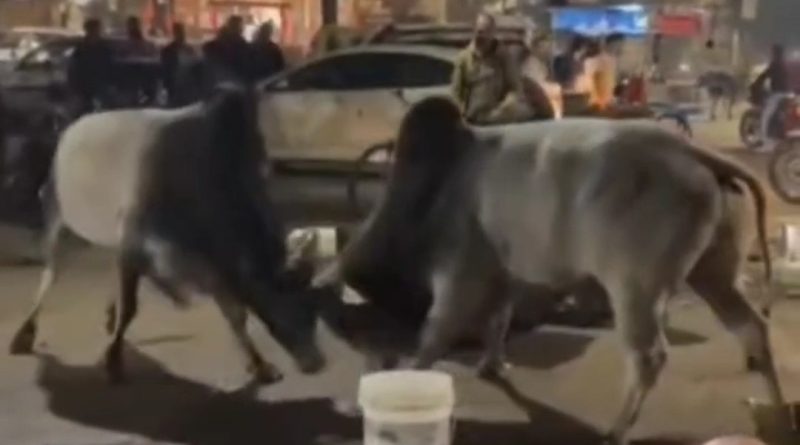 ग्वालियर में दो सांडों की लड़ाई, कई वाहन क्षतिग्रस्त, नगर निगम पर उठे सवाल