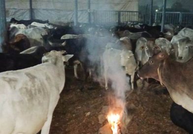 गौशालाओं में भी गौवंश को सर्दी से बचाने के लिये अलाव की व्यवस्था करें – कलेक्टर 