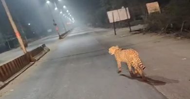 कूनो से ग्वालियर तक हाईवे पर बढ़ी चीतों की चहलकदमी, बढ़ाई जाएगी सुरक्षा