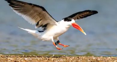 इंडियन स्कीमर धौलपुर से 12 हजार किमी दूर तेलंगाना में दिखाई दी, पैर में लगी रिगिंग से पता चला