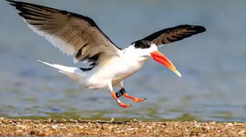 इंडियन स्कीमर धौलपुर से 12 हजार किमी दूर तेलंगाना में दिखाई दी, पैर में लगी रिगिंग से पता चला