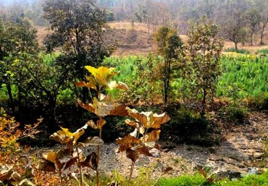 दुर्गम शेडो एरिया में लगभग 1 करोड़ 49 लाख रुपये के अवैध गांजे के पौधे जब्‍त