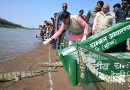 मुख्यमंत्री द्वारा कूनो नदी में छोड़े गए घड़ियाल और कछुए