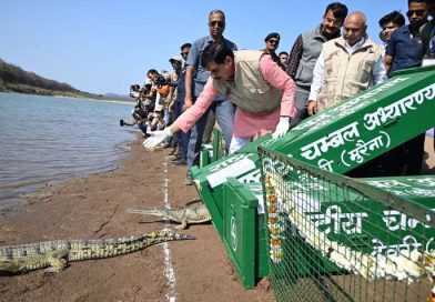 मुख्यमंत्री द्वारा कूनो नदी में छोड़े गए घड़ियाल और कछुए