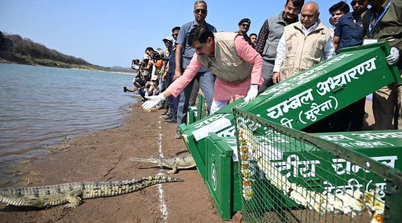 मुख्यमंत्री द्वारा कूनो नदी में छोड़े गए घड़ियाल और कछुए