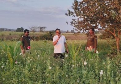 अवैध अफीम की खेती पर पुलिस का बड़ा प्रहार, 3 करोड़ रुपये से अधिक की 7890 किलोग्राम फसल जब्त