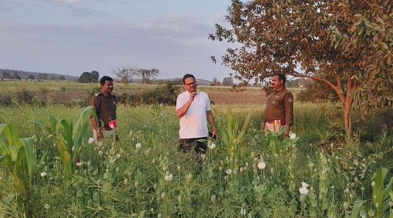 अवैध अफीम की खेती पर पुलिस का बड़ा प्रहार, 3 करोड़ रुपये से अधिक की 7890 किलोग्राम फसल जब्त