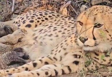 कूनो में जन्मी चीता ‘मुखी’ का तीसरा जन्म-दिन गौरव का क्षण