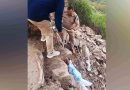 किले की तलहटी में पेड से लटका मिला महिला का शव, पुलिस जांच में जुटी