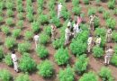 बोरपड़ावा के 4 खेतों से 6,185 पौधे, गांजा 54 लाख रूपए का जब्‍त, ड्रोन की मदद से की गई कार्यवाही