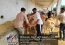 ग्वालियर में तेजी से फैल रहा लंपी वायरस, अब तक 50 गायों की मौत; 24 घंटे वैक्सीनेशन शुरू