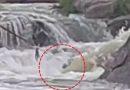 सिंध नदी में डूबे युवक के संघर्ष का वीडियो में दोस्तों ने बचाने तौलियों की रस्सी फेंकी