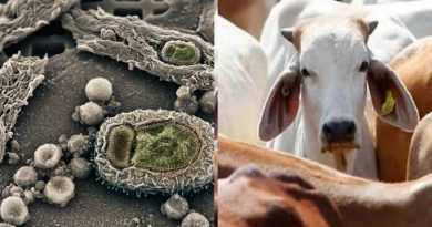 ग्वालियर में मौसम बदलते ही कम हुआ लंपी वायरस का प्रकोप