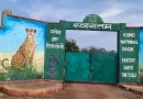 कूनो के रेडियो कॉलर वाले चीता शावक को मारी गोली, इलाज के दौरान मौत; सुरक्षा व्यवस्था पर सवाल