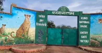 कूनो के रेडियो कॉलर वाले चीता शावक को मारी गोली, इलाज के दौरान मौत; सुरक्षा व्यवस्था पर सवाल