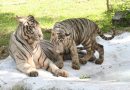 गांधी प्राणी उद्यान में वन्यप्राणी सप्ताह -कक्षा 1 से 12 तक के 80 विद्यार्थियों ने चिड़ियाघर किया भ्रमण