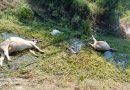 बिलौआ में खदान में करंट लगने से तीन गायों की मौत, मौके पर जुटे ग्रामीण
