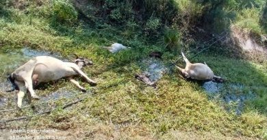 बिलौआ में खदान में करंट लगने से तीन गायों की मौत, मौके पर जुटे ग्रामीण